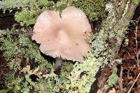 Hygrocybe calyptriformis var. calyptriformis image