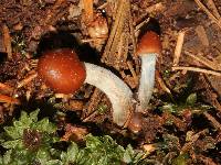 Psilocybe muliercula image