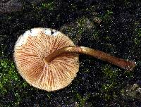 Pluteus umbrosus image