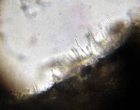 Psilocybe zapotecorum image