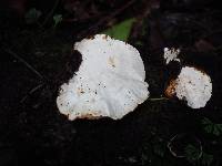 Trametes versicolor image