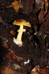 Amanita flavoconia image