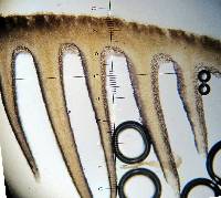 Psilocybe hoogshagenii image