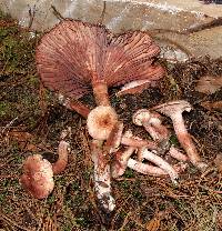 Image of Hygrophorus erubescens