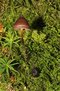 Psilocybe fagicola image