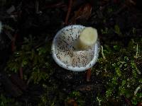 Hygrophorus eburneus image