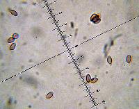 Psilocybe zapotecorum image
