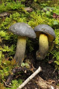 Retiboletus flavoniger image