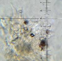 Psilocybe neoxalapensis image