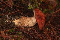 Image of Leccinum monticola