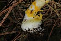 Amanita flavoconia image