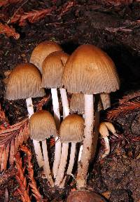 Coprinellus micaceus image