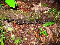 Trametes versicolor image