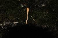 Cordyceps militaris image