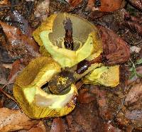 Retiboletus flavoniger image