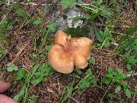 Leucopaxillus gentianeus image