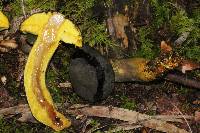 Retiboletus flavoniger image