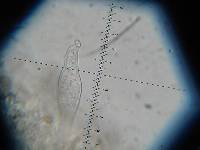 Inocybe hystrix image