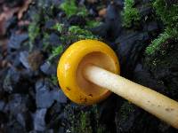 Pulveroboletus curtisii image