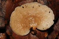 Panellus stipticus image