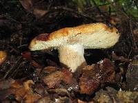 Russula fragrantissima image