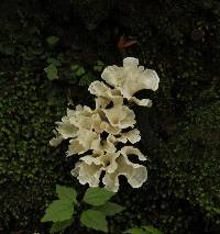 Image of Thelephora diaphana