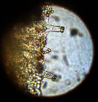 Inocybe hystrix image
