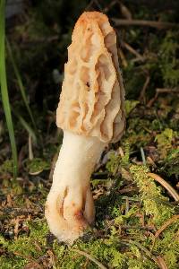 Morchella rufobrunnea image