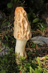 Morchella rufobrunnea image