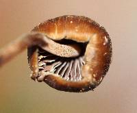 Psilocybe hoogshagenii image