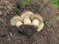 Boletus rex-veris image