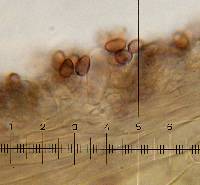 Psilocybe hoogshagenii var. hoogshagenii image