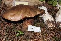 Boletus michoacanus image