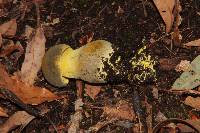 Retiboletus flavoniger image