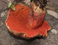 Boletus michoacanus image