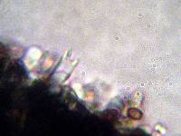 Psilocybe zapotecorum image