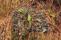 Peltigera neopolydactyla image