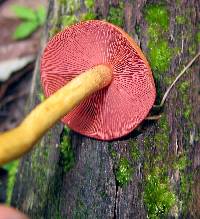 Cortinarius semisanguineus image