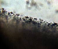 Psilocybe zapotecorum image