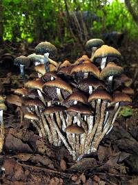 Psilocybe zapotecorum image