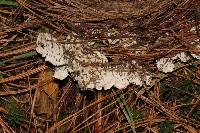 Peltigera neopolydactyla image