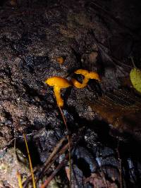 Cantharellus minor image