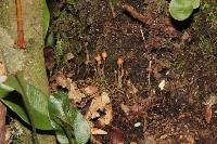 Cortinarius acutus image