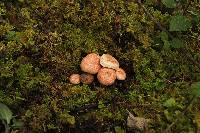 Lactarius salmonicolor image