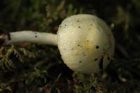 Hygrophorus chrysodon image