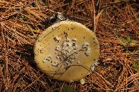 Amanita gemmata image