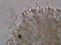 Hygrocybe calyptriformis var. calyptriformis image