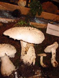 Amanita polypyramis image