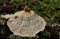 Cymatoderma caperatum image