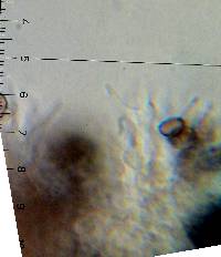 Psilocybe hoogshagenii image